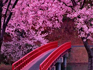 cherry blossoms